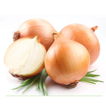 Wholesale guarantee germination vegetable hybrid yellow onion  seeds